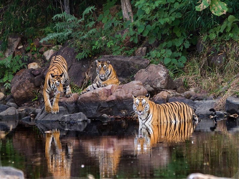 پارک ملی و پناهگاه حیات وحش پریار هندوستان