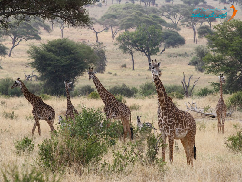 پارک ملی تارانگیره تانزانیا