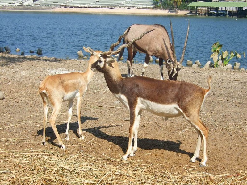 حیوانات باغ وحش سافاری بانکوک